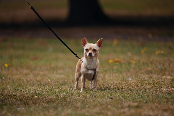 Welche Accessoires sind aktuell in der Damenmode im Trend?