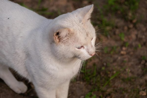 Warum sind saisonale Zutaten für leckere Gerichte so wichtig?